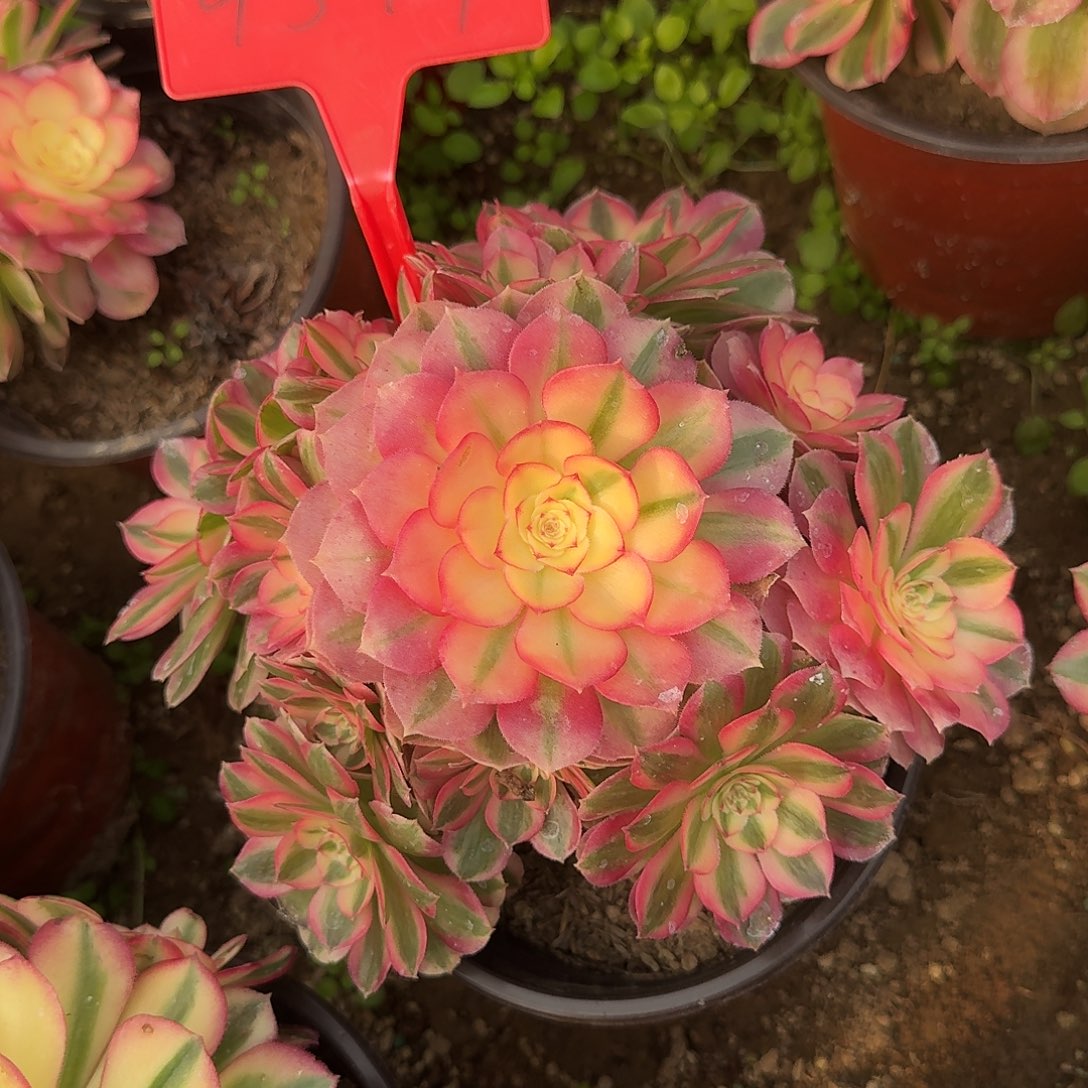 4577倾城多肉法师