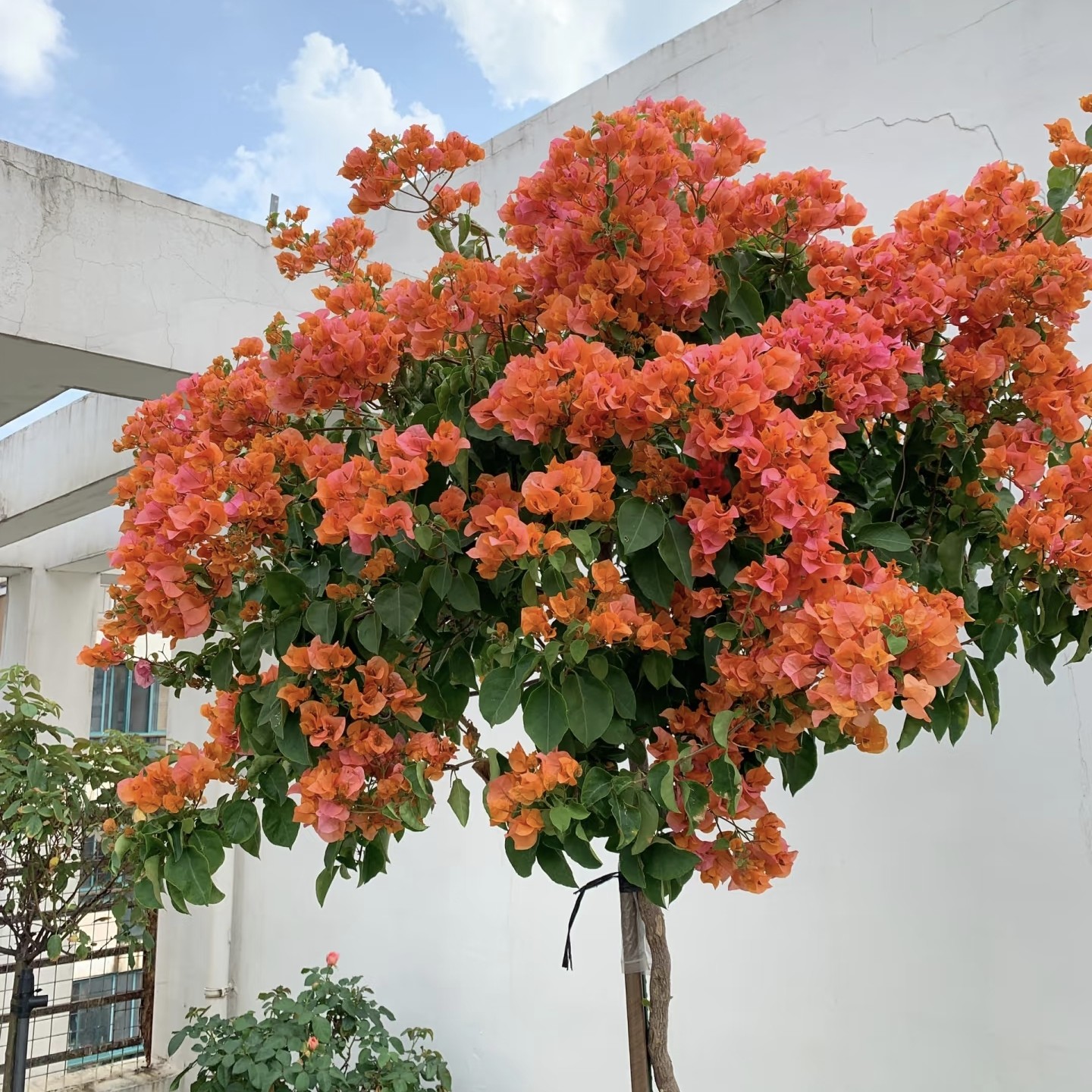 【绿叶橙】三角梅树苗盆栽四季开花可爬藤适用于阳台庭院