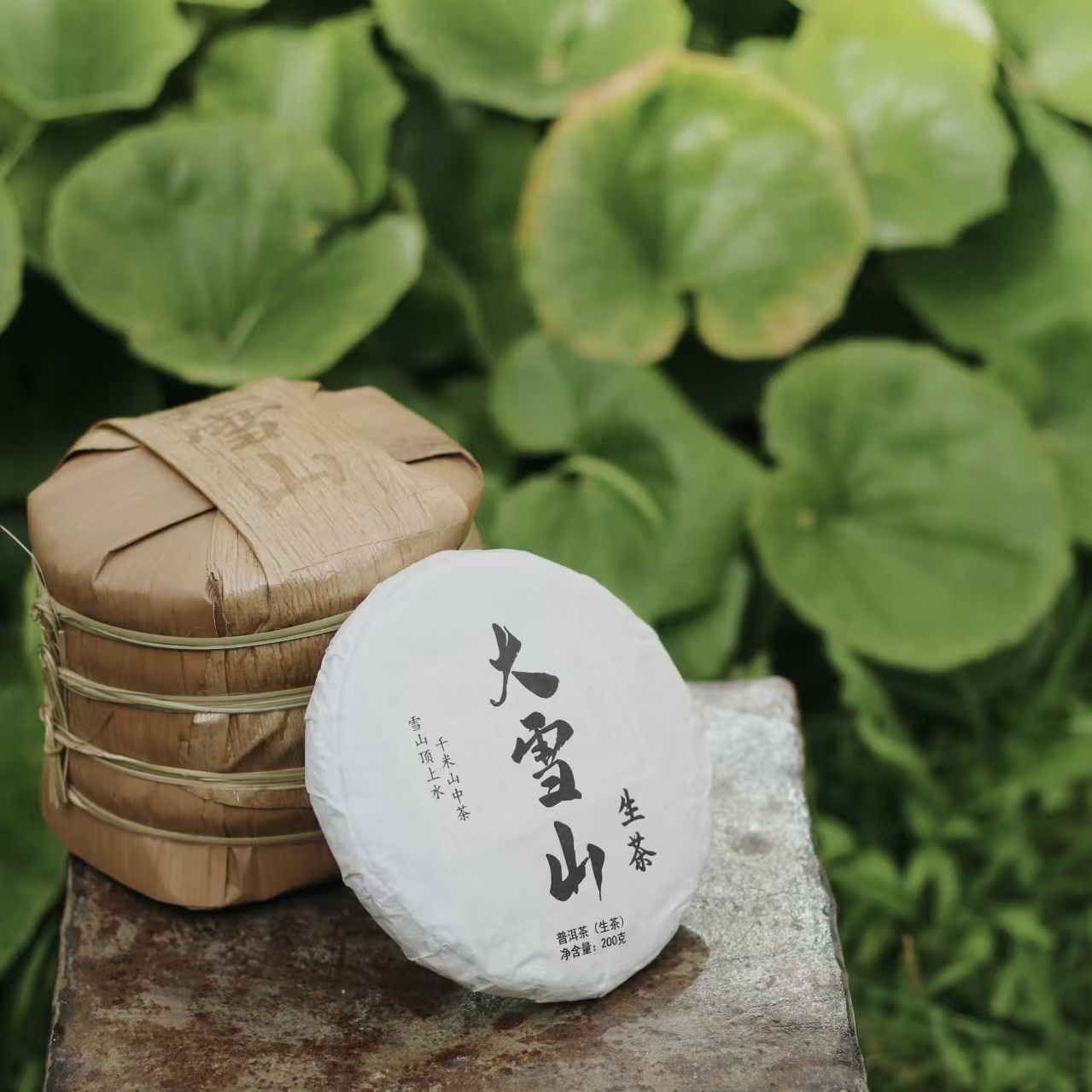 普洱茶2025年勐库大雪山古树生普200克/饼  普洱新茶友必冲