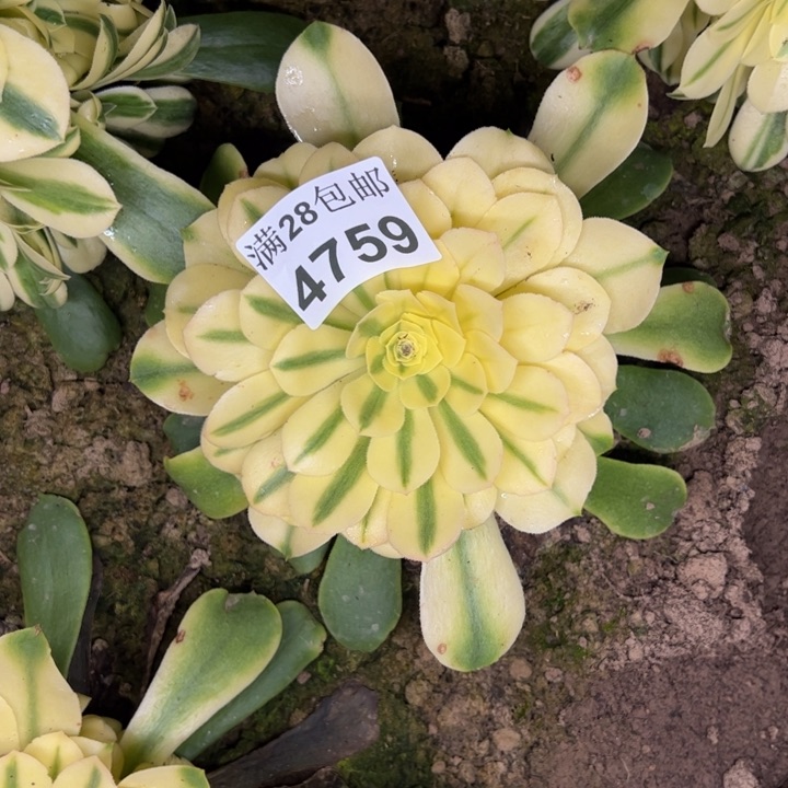 4759南雪莲多肉植物