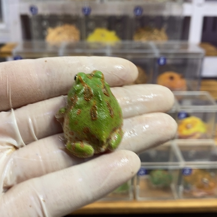 招***猫角蛙905号微瑕疵波子角蛙