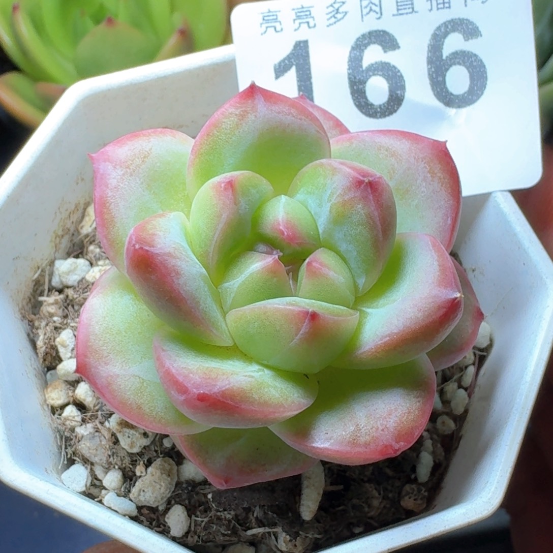 孤品            多肉植物