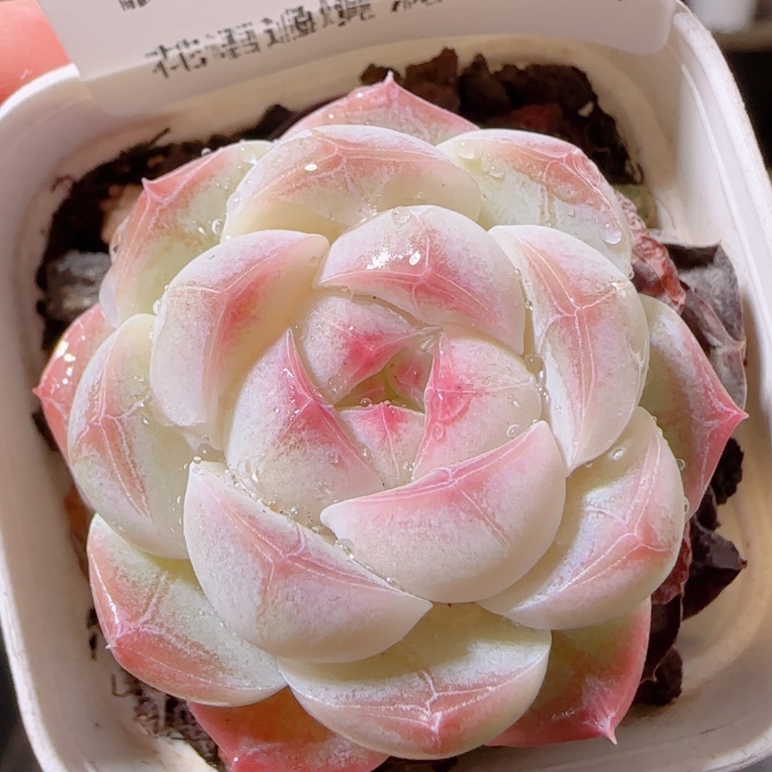 花语多肉1211-99溏心
