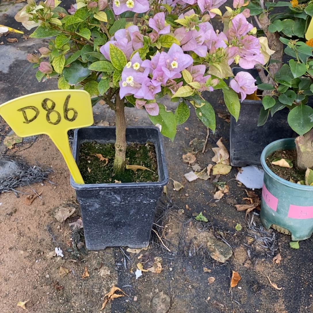 无花朵三角梅苹果花D86