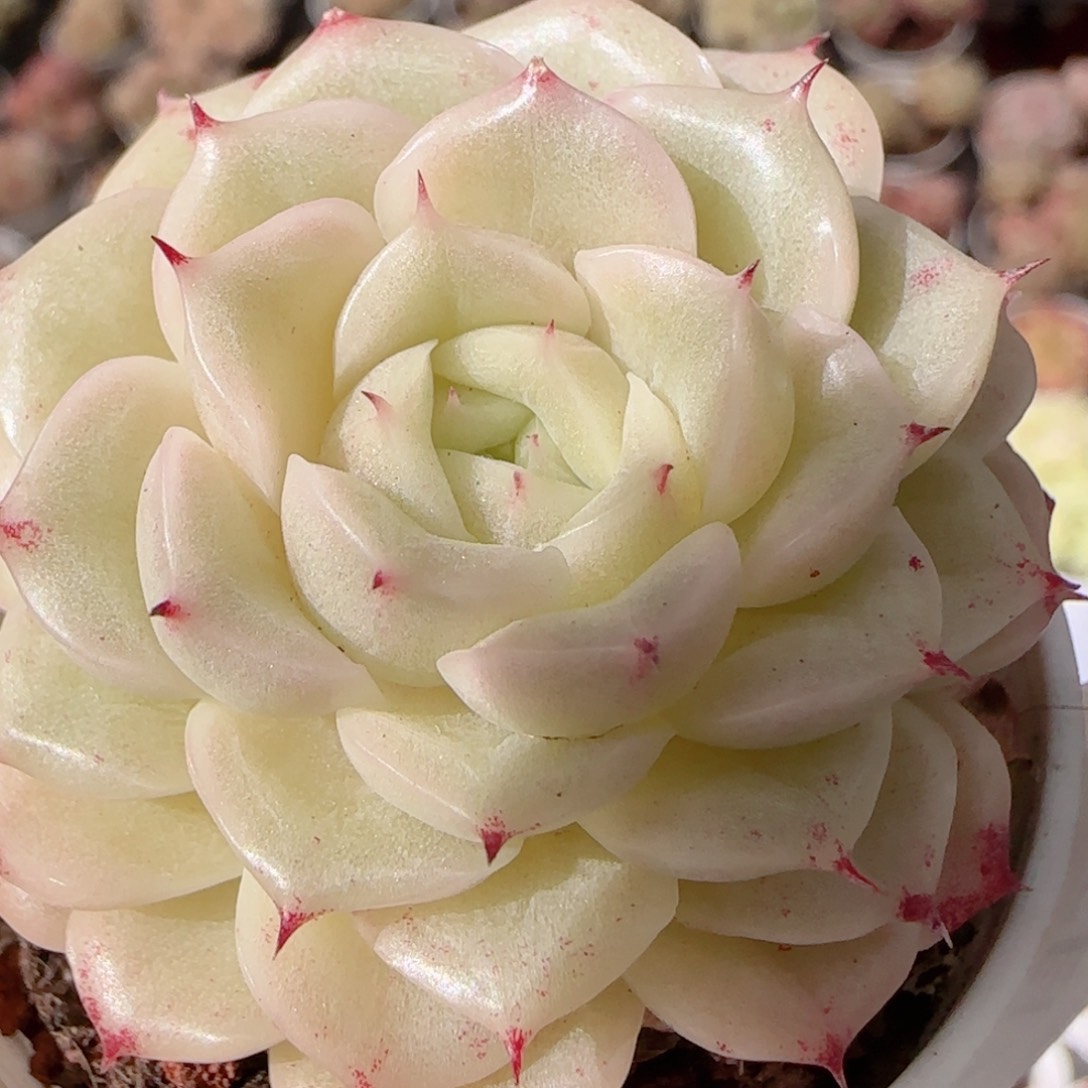 花语多肉1230-188散