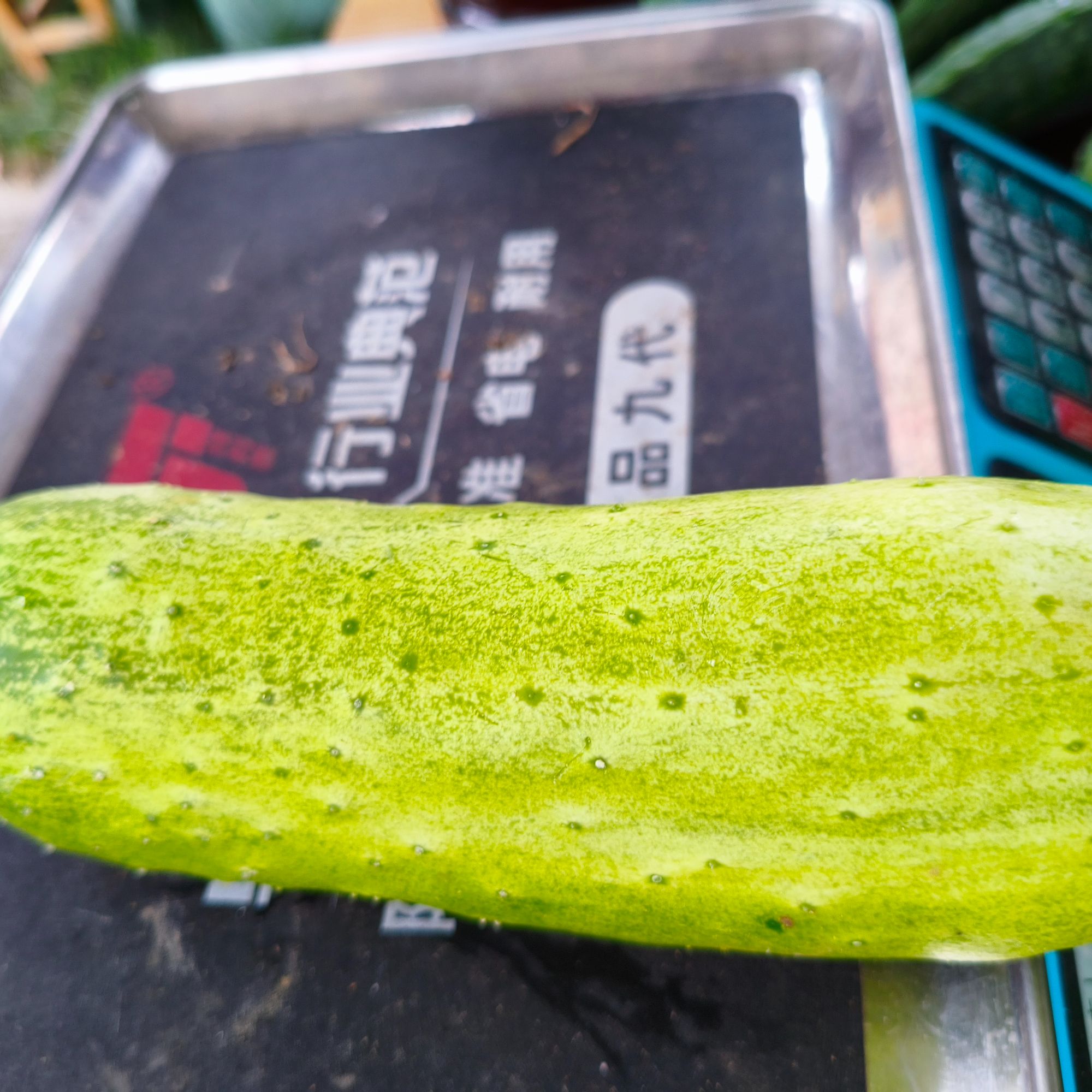 （书记助农）老黄瓜3斤