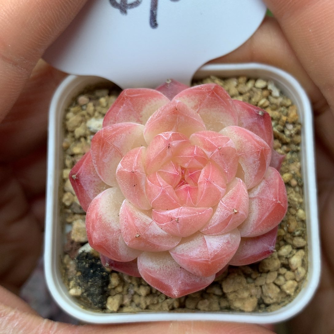 粉油透美心单头4706