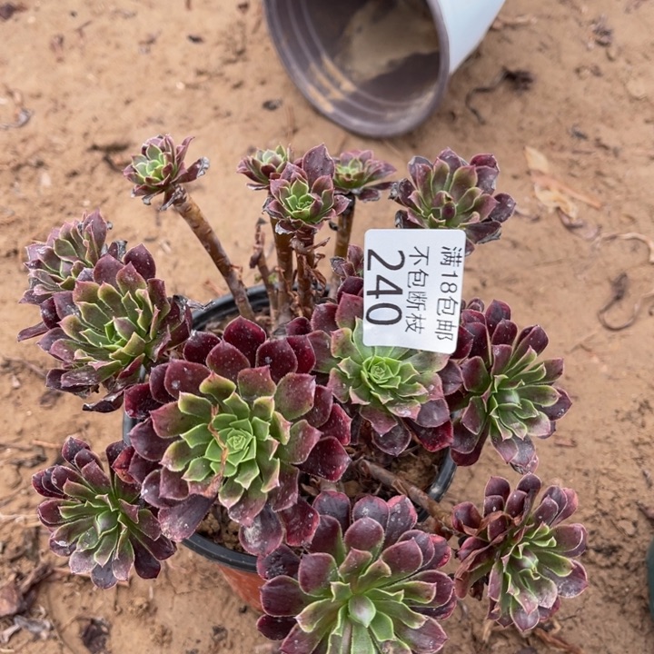 240给铜壶变异绣球1北法师