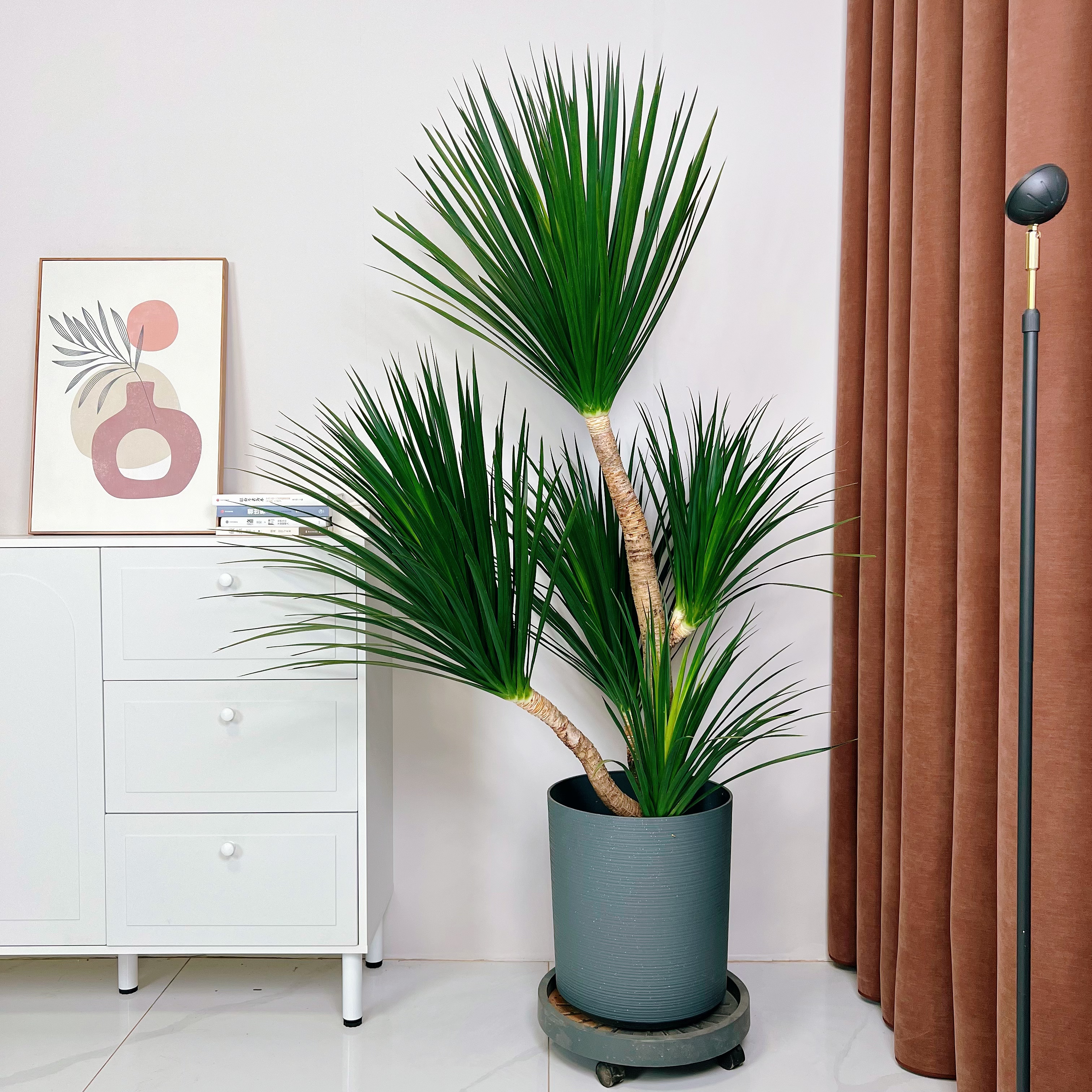 【一植】龙血树客厅绿植室内大型植物多头龙须树落地盆栽办公室内