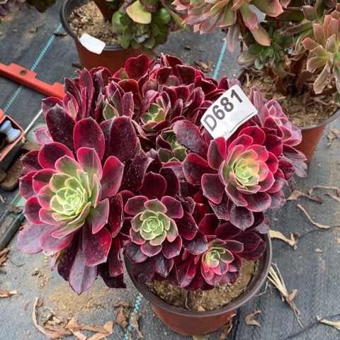 金丝确多肉植物法师不包损