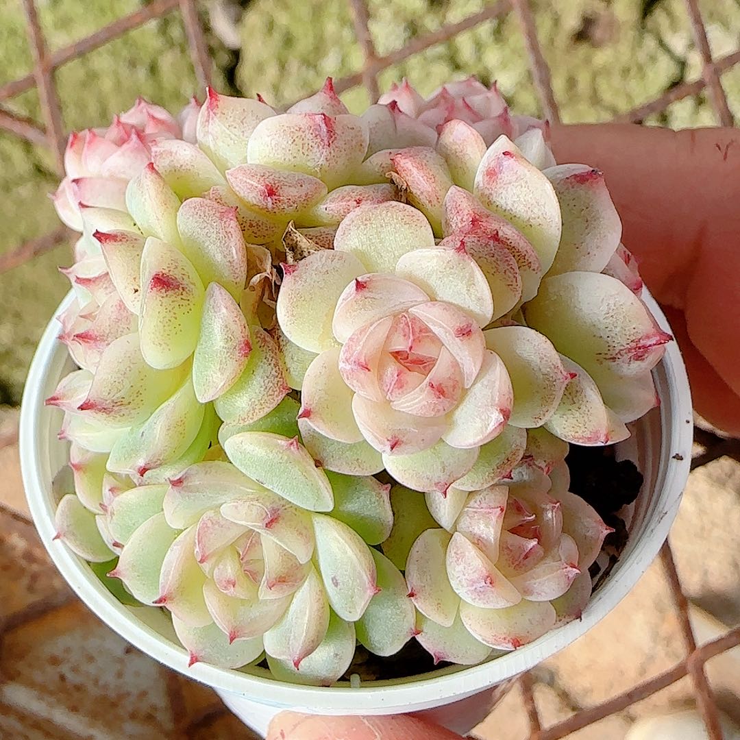 1204-43（xx-74）优选