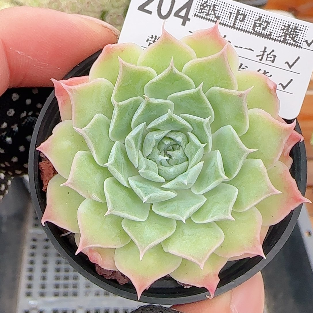 多肉0831-204福利福利
