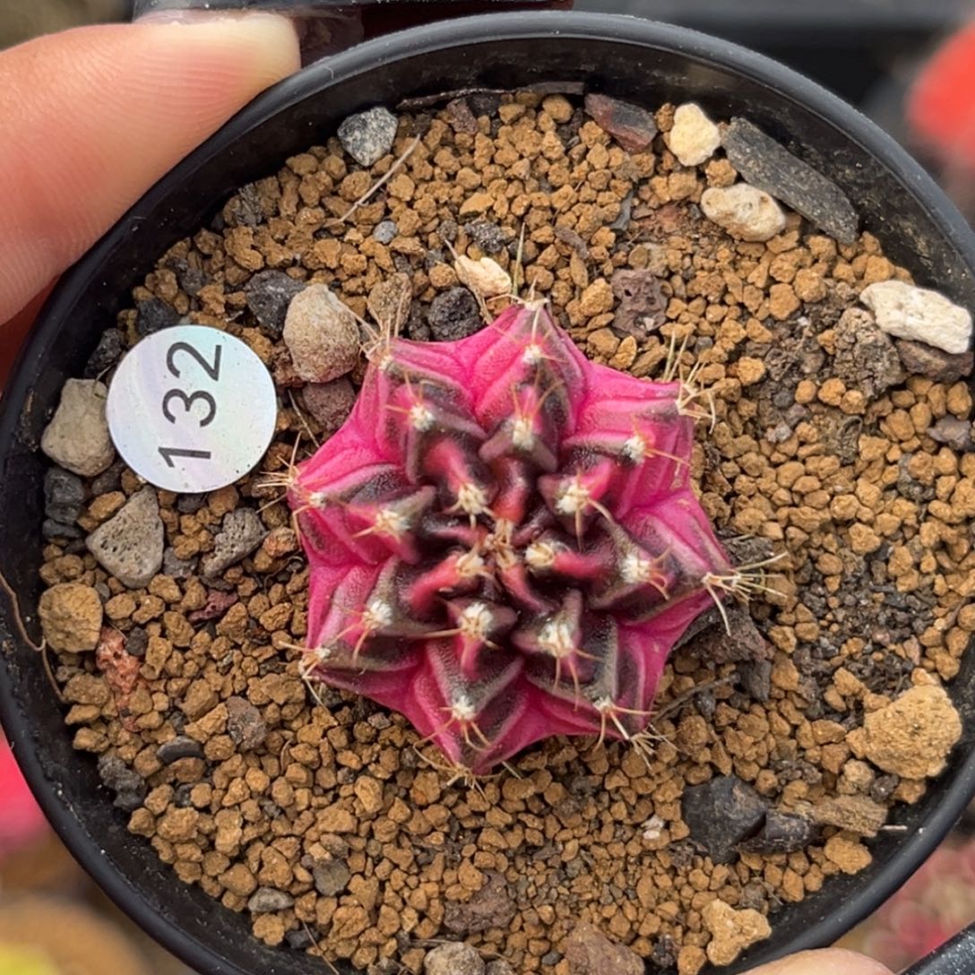 132 侧牙米哈 带盆土发货