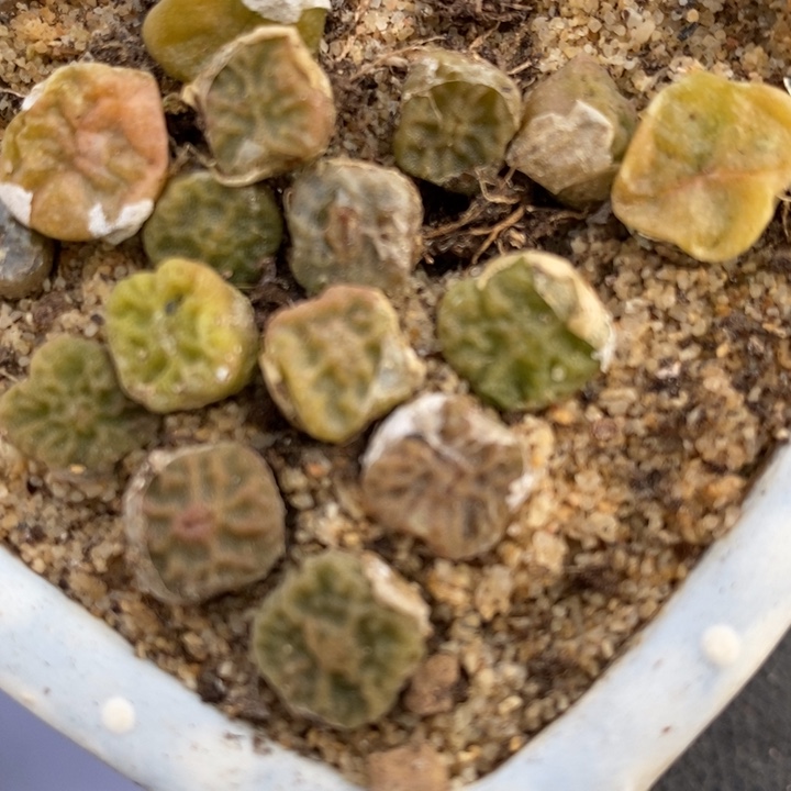 方烧一颗发货带老皮