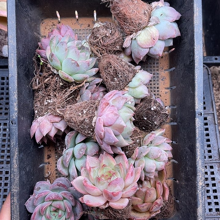 多肉一物一拍24-92