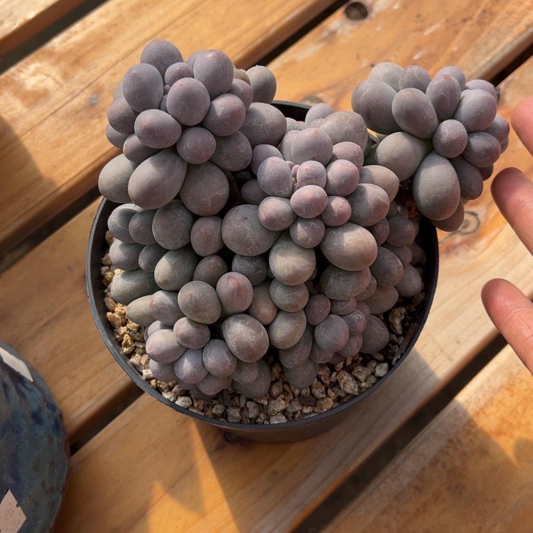 ****、西瓜专拍汤圆自然群