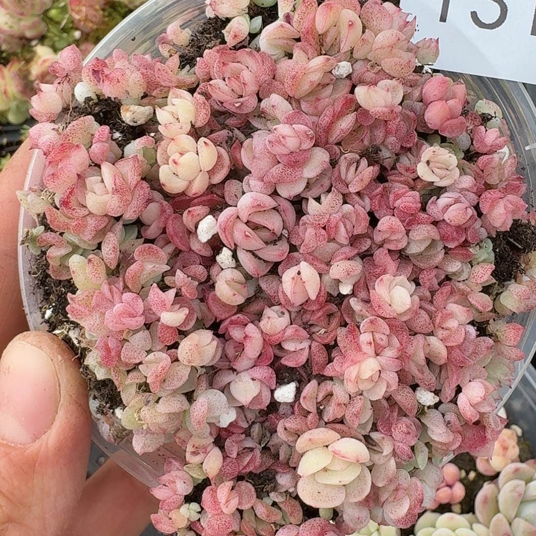 杂交新品珍妮多肉1314