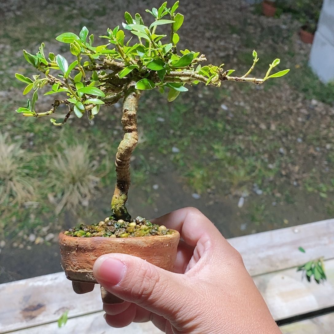 无花朵李****n栀子花