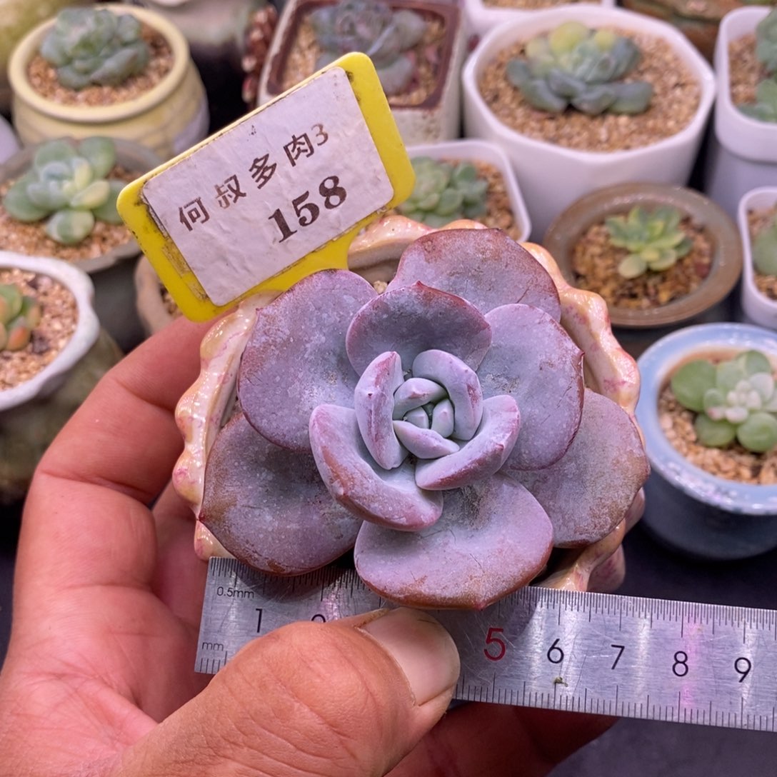 3158老桩奶茶………………