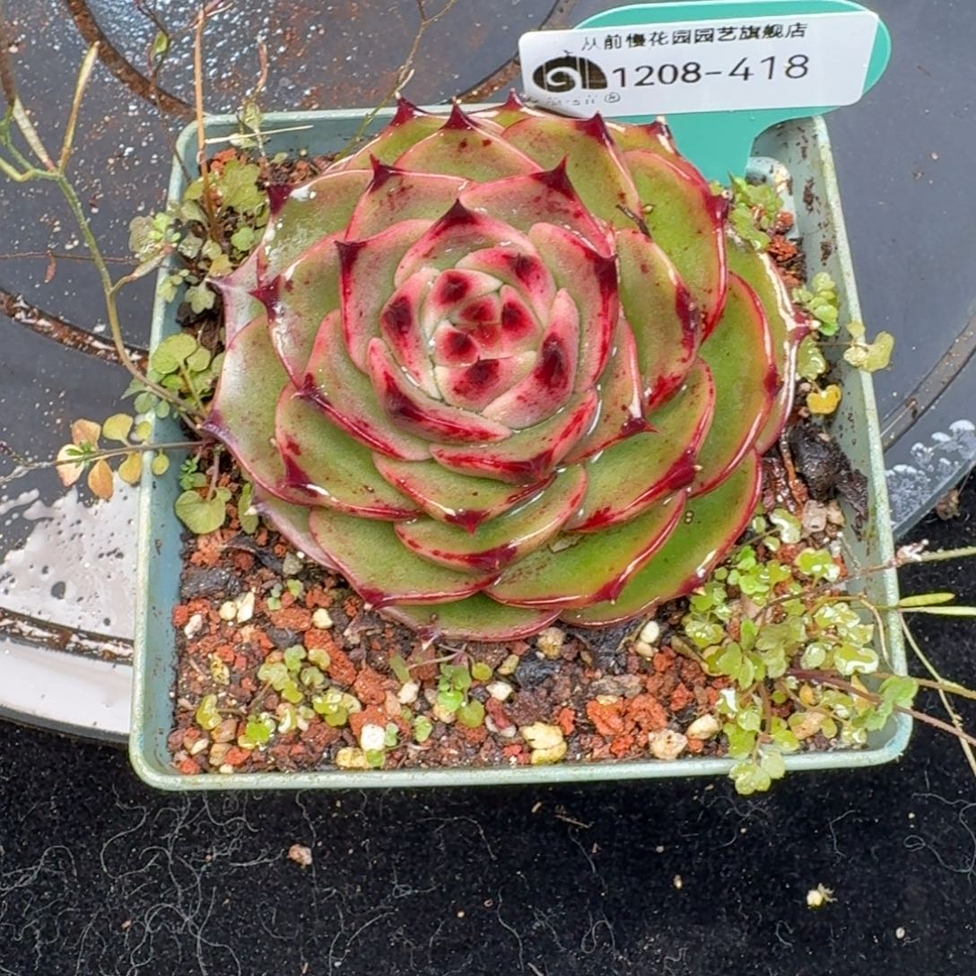 从前慢多肉精选编号1208.418