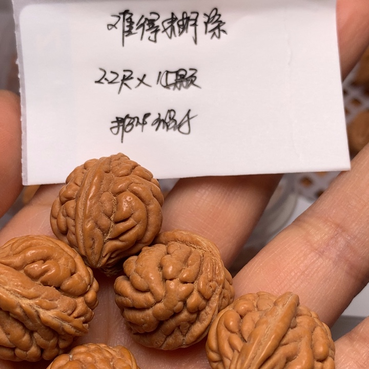 野生龙纹桃核霸王龙22尺