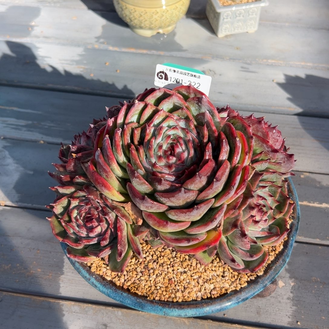 从前慢花园多肉编号1201-222