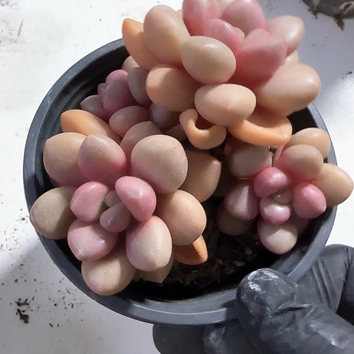 青蛙王子儿童牙膏111