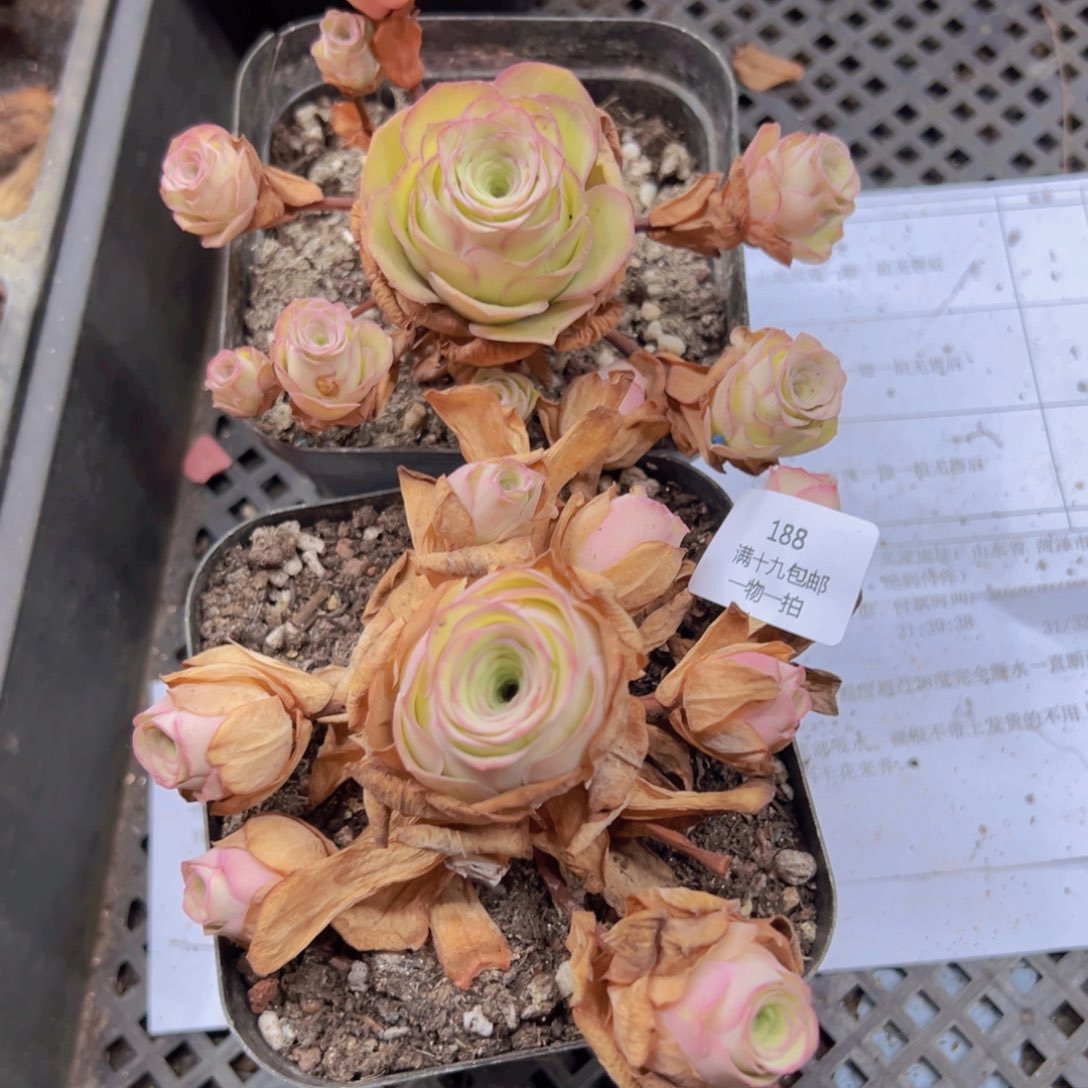 188 带盆土发货无售后