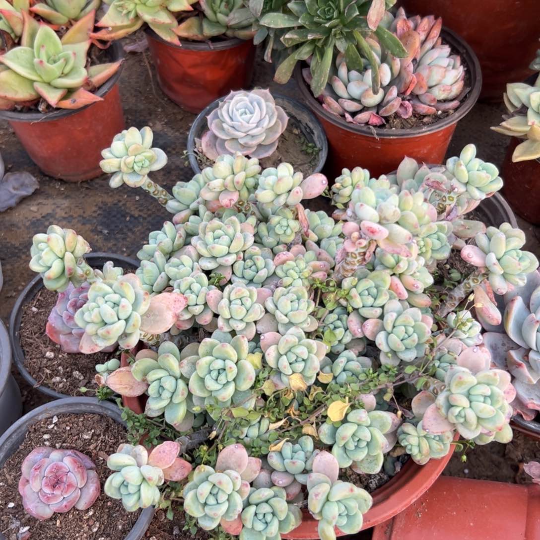 多肉植物劳尔老庄