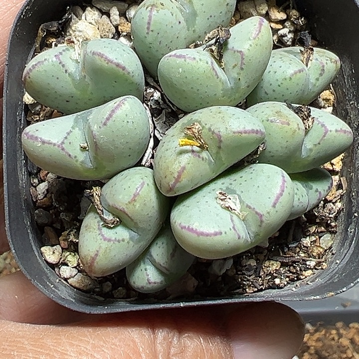 888号开播福利少将多肉植物