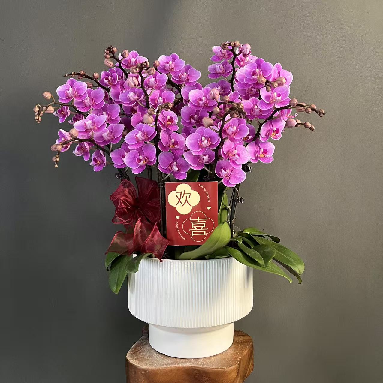 【紫霞仙子】紫粉色系桌面款花花 多花苞好养活 蝴蝶兰高端室内花卉