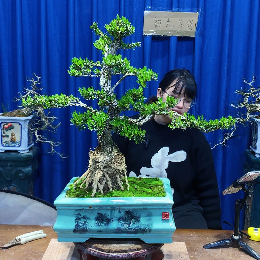 黄杨盆景一物一拍