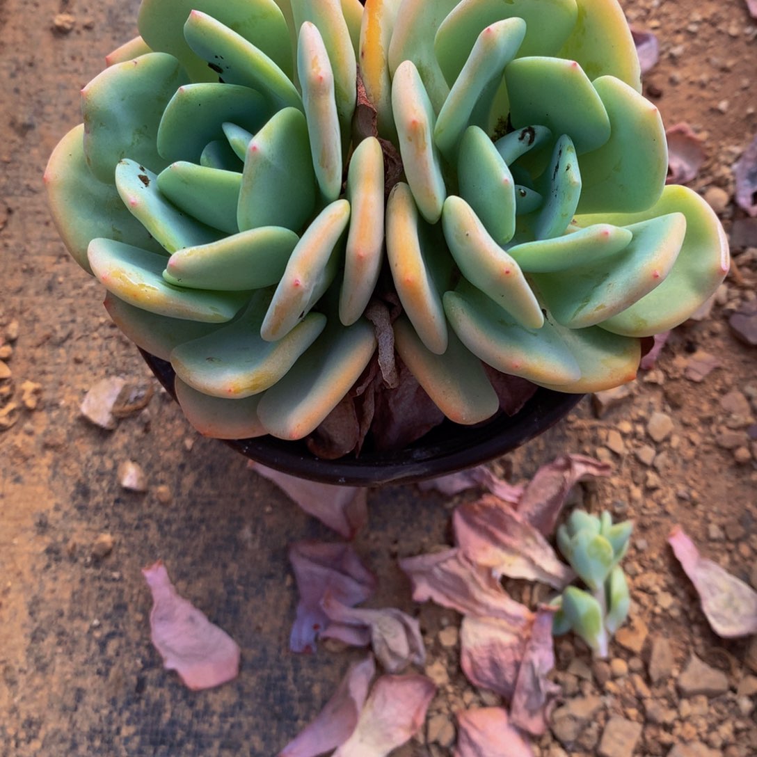 控养白月光多肉植物