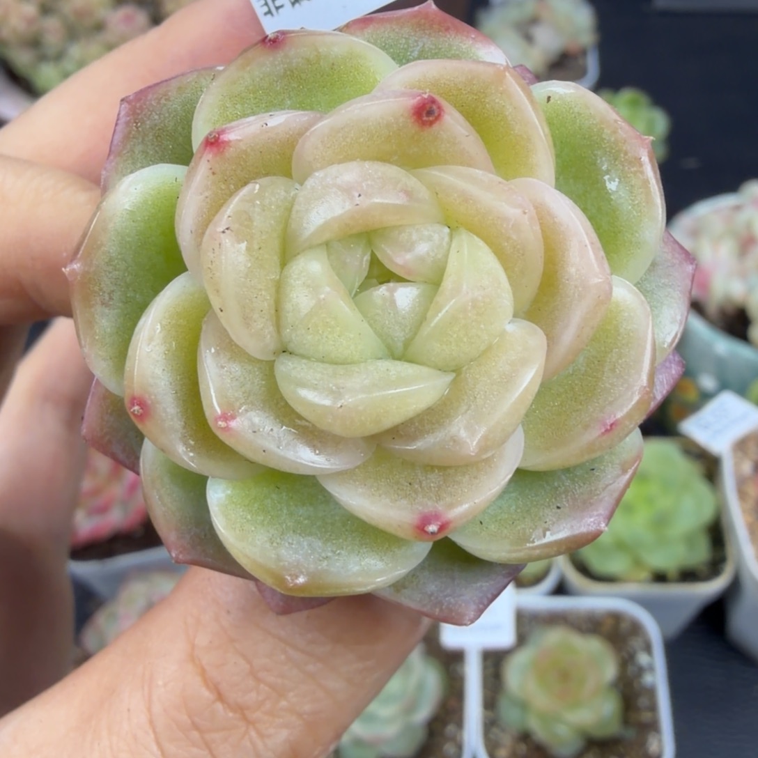 东篱下多肉植物哈哈哈哈24