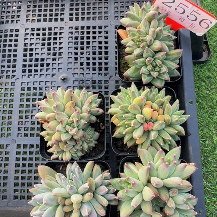 2556多肉植物一物一拍