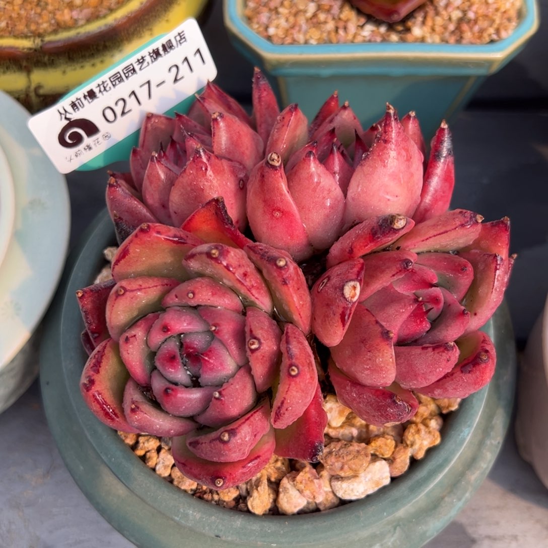 从前慢多肉精选编号0217.211