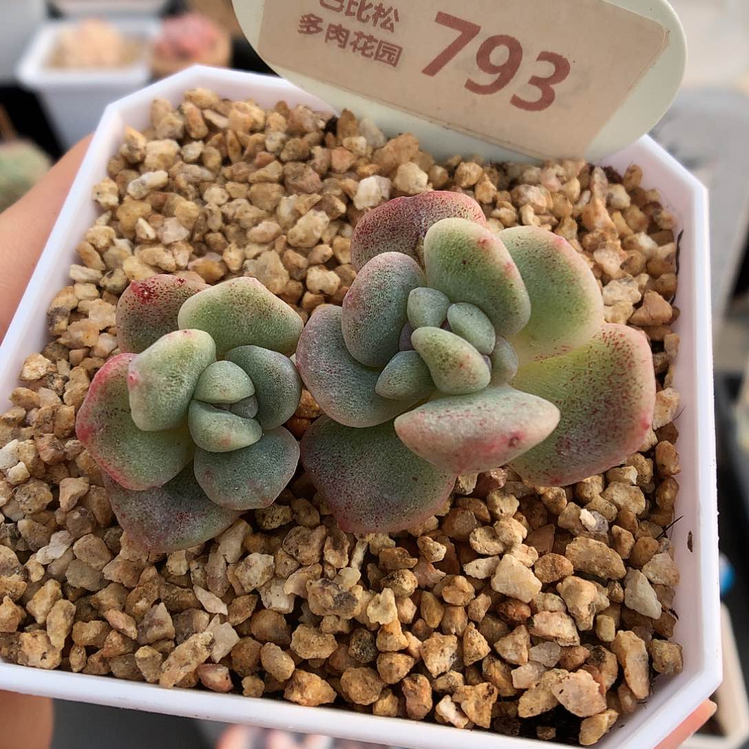 793潜力股冰玉石化多肉植物