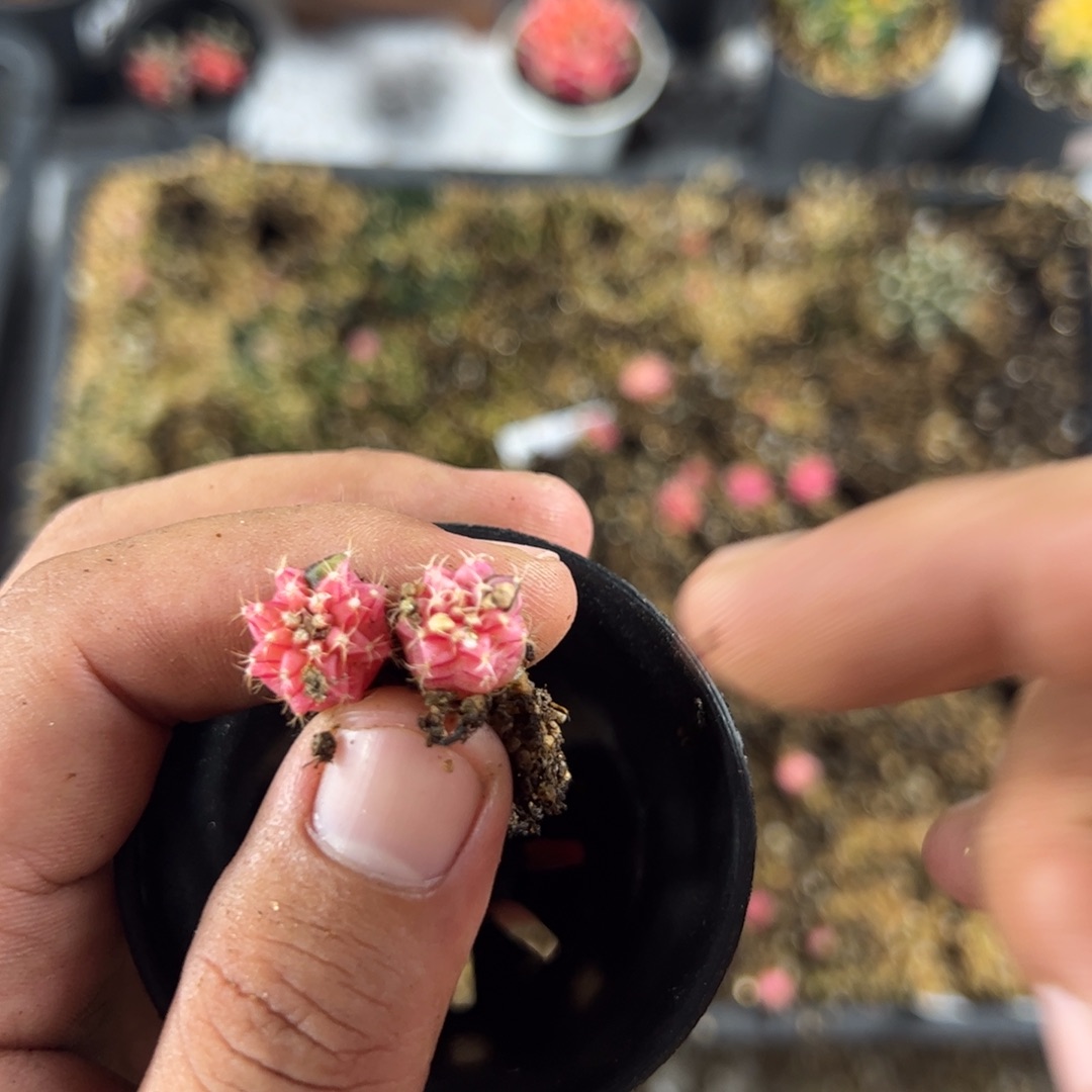 当前无花栽培后可以开花350