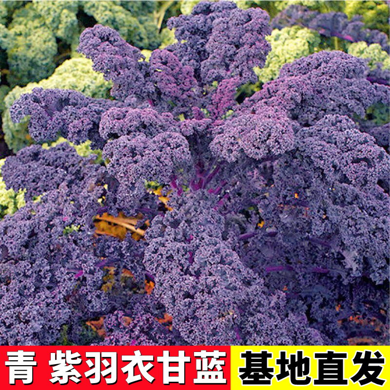 紫羽衣甘蓝苗秧带土球食用观赏四季盆栽蔬菜女王绿羽种子耐寒蔬菜