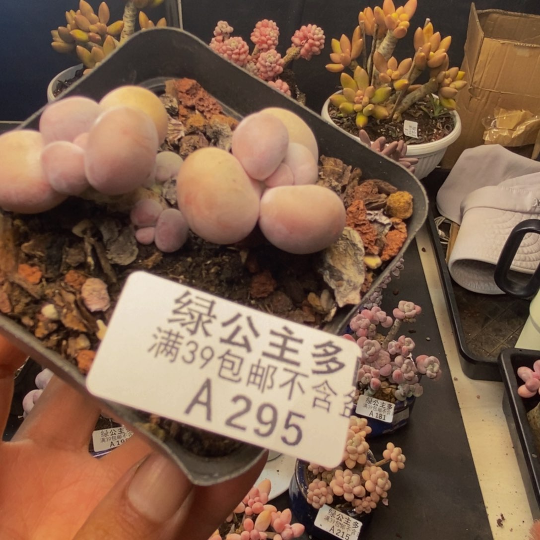 295橙奶多肉肉5c m