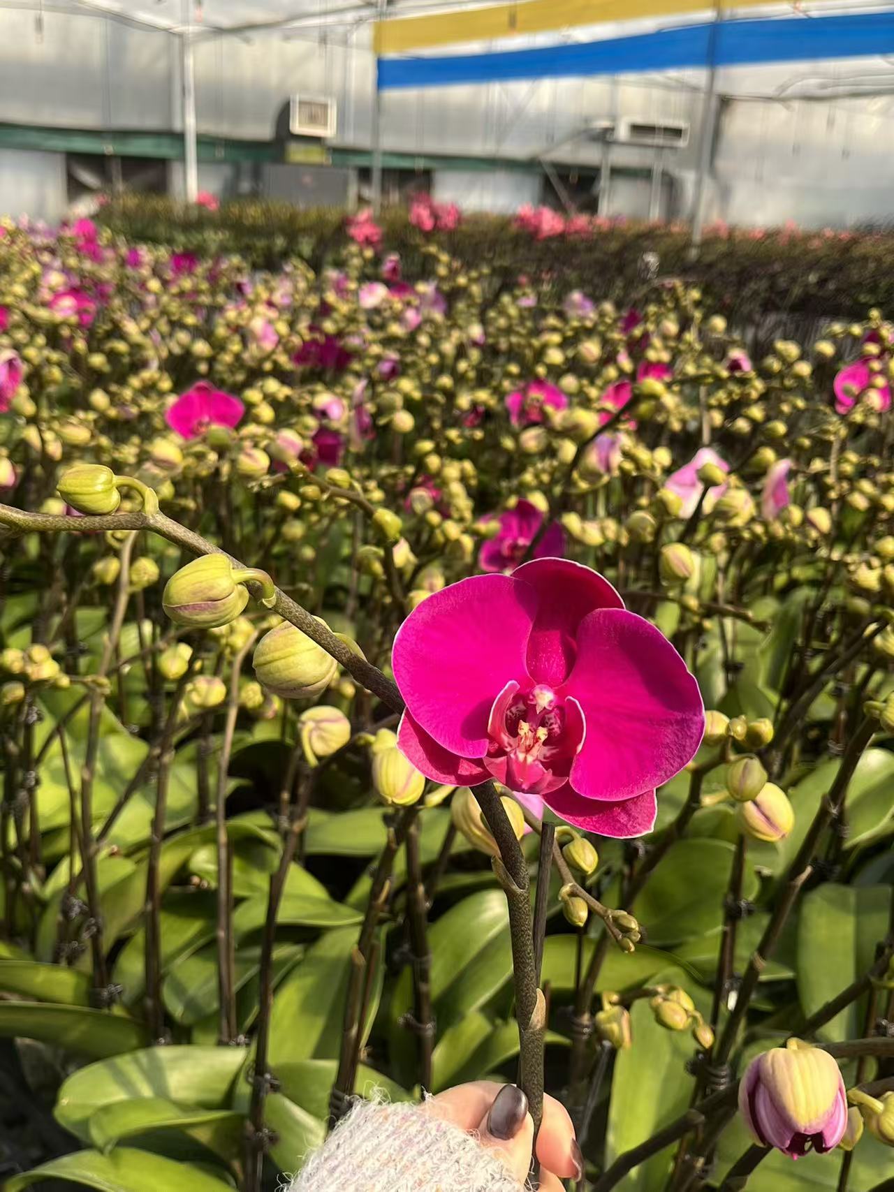 【大恭喜】蝴蝶兰 3.0寸杯 有花带花苞 室内前台喜事乔澧兰汀专属