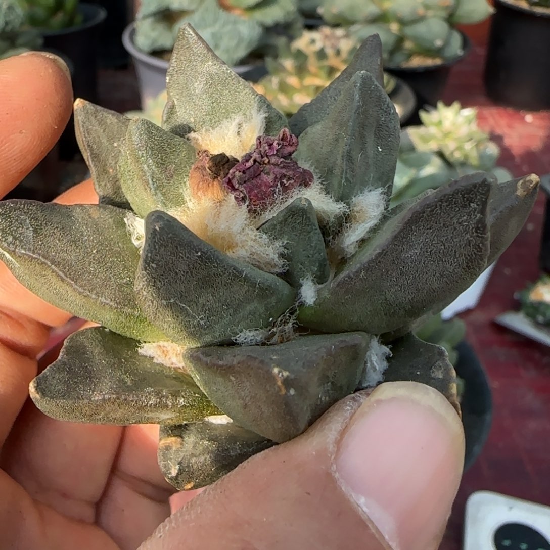 无花朵超大尤龙角260