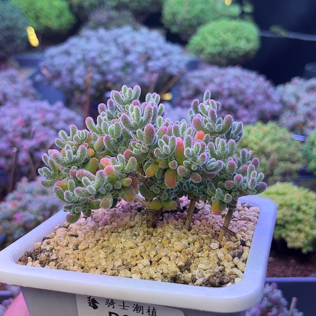 801冰晶枝干番杏多肉