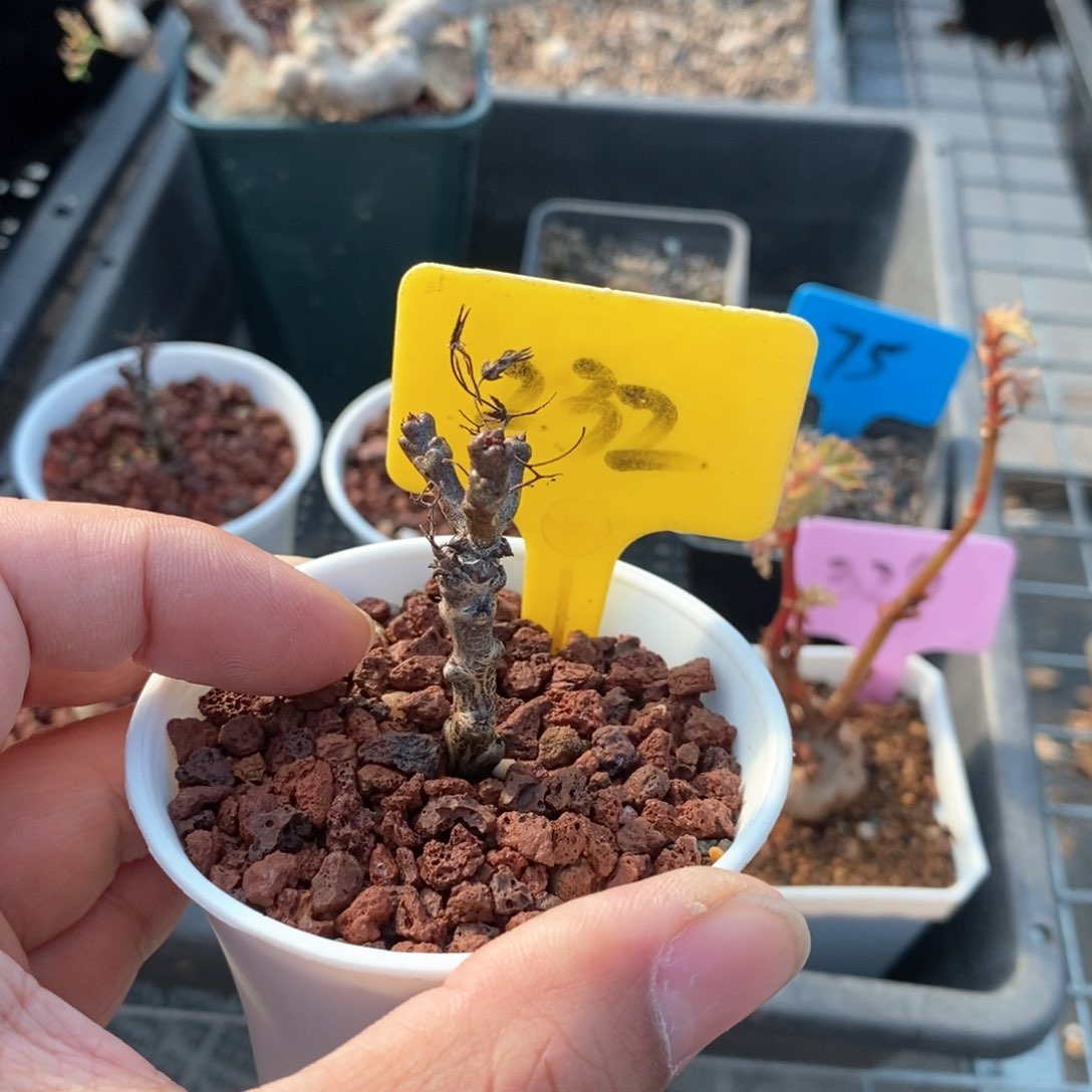 黑曼巴多肉植物一个