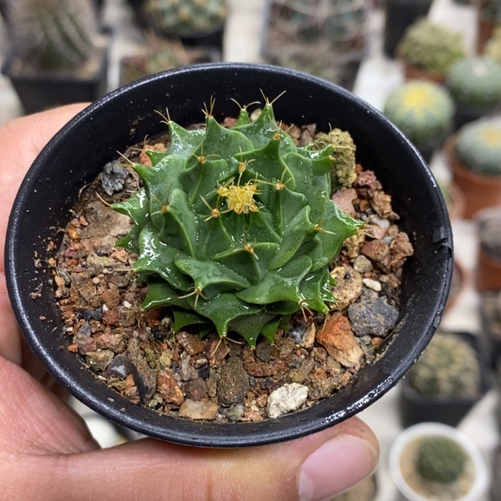 实生蒂冠特价福利