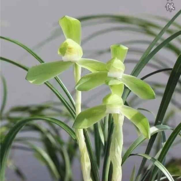 一物一拍浙江老品种春兰，蕙兰，开品正，花香