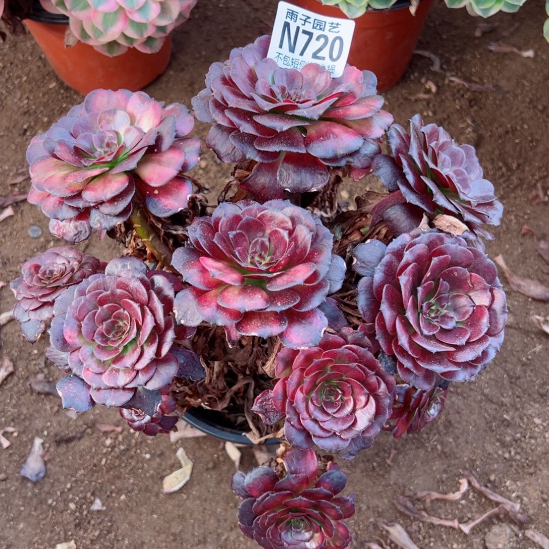 720美姬尺寸20左右