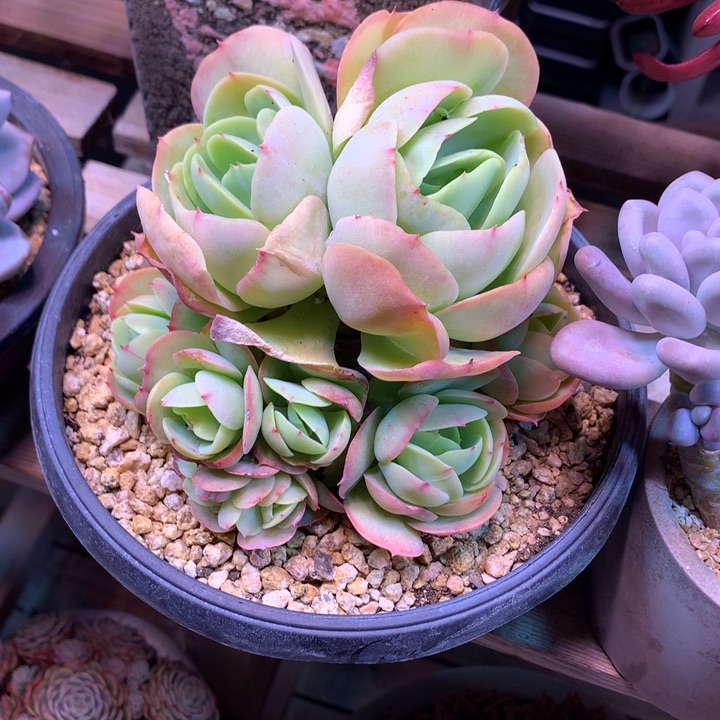 手捧鸡蛋碧桃多肉植物dgxfcvvb