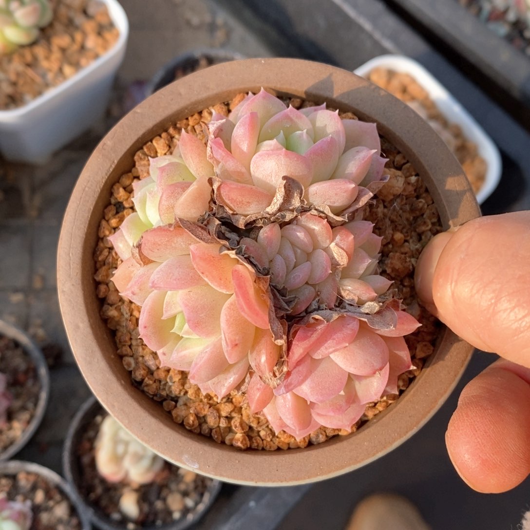 精品多肉一物一拍不包整98