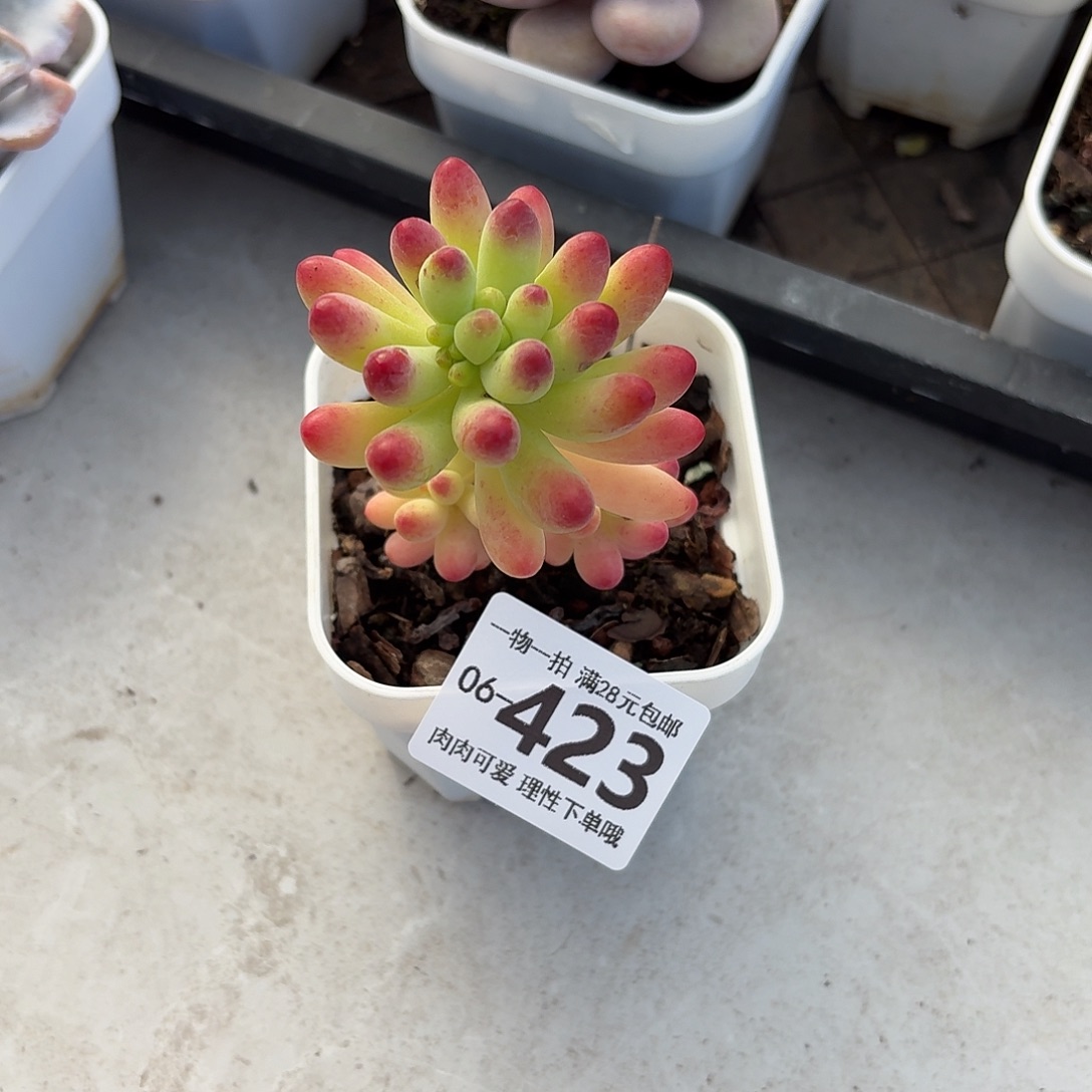 果冻乙女心无盆土发货无盆